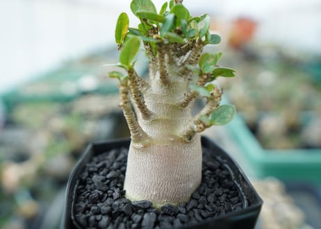 アデニウム　Adenium　No.1