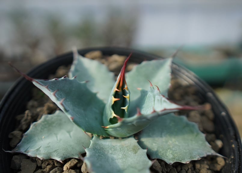 アガベ パラサナ ”トライアンファント” agave parrasana