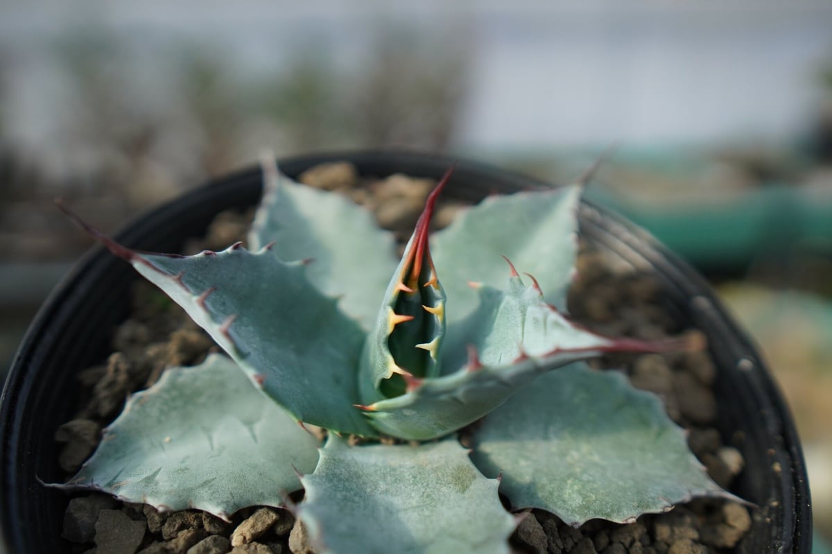 F① アガベ パラサナ 大株 アガベ パラサナグローブ 美株 大株 F①