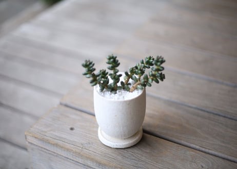 セダム　フルフラセウム　玉蓮　Sedum furfuraceum