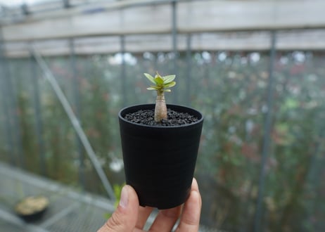 アデニウム　Adenium  No.4