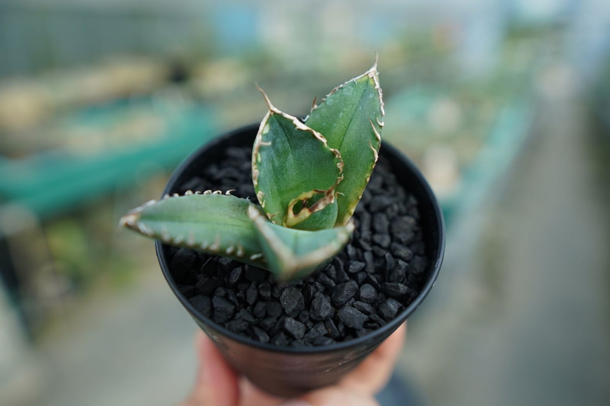 アガベ チタノタ 鬼爪雪峰 Agave titanota “Onitsume Yukimin