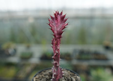 ユーフォルビア　紅彩雲閣　Euphorbia trigona f. rubra　No.2