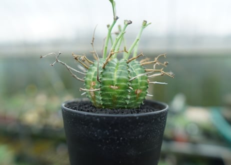 ユーフォルビア　バリダ　Euphorbia valida　No.2