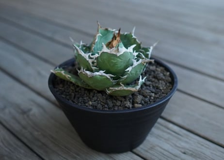 アガベ　チタノタ　FO76　agave titanota FO76