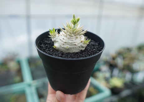 パキポディウム　恵比寿大黒　Pachypodium Densicaule　No.2