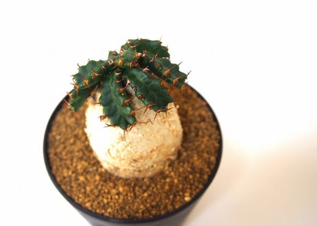 ユーフォルビア ステラータ 飛竜  Euphorbia stellata 2 未発根