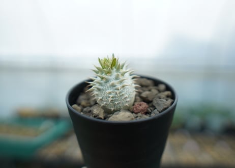 パキポディウム　デンシフローラム Pachypodium densiflorum  No.2