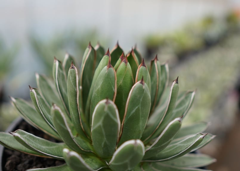 agave formosa '雪嶺' | mana's farm:塊根植物・アガベ