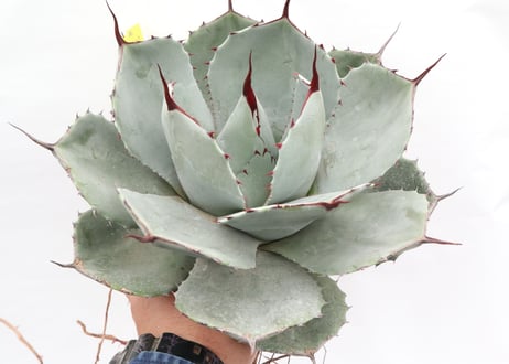 Agave parryi var truncata Huntington  №2