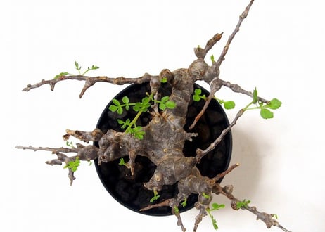 Commiphora sp. 'Eyl' コミフォラ エイル　№2