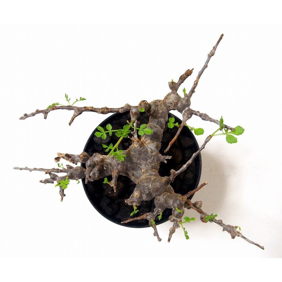 Commiphora sp. 'Eyl' コミフォラ エイル №2 | mana's farm