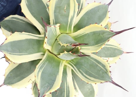 Agave applanata Cream Spike №２