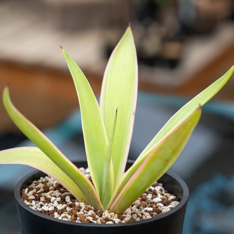 ベネズエラ | STORES