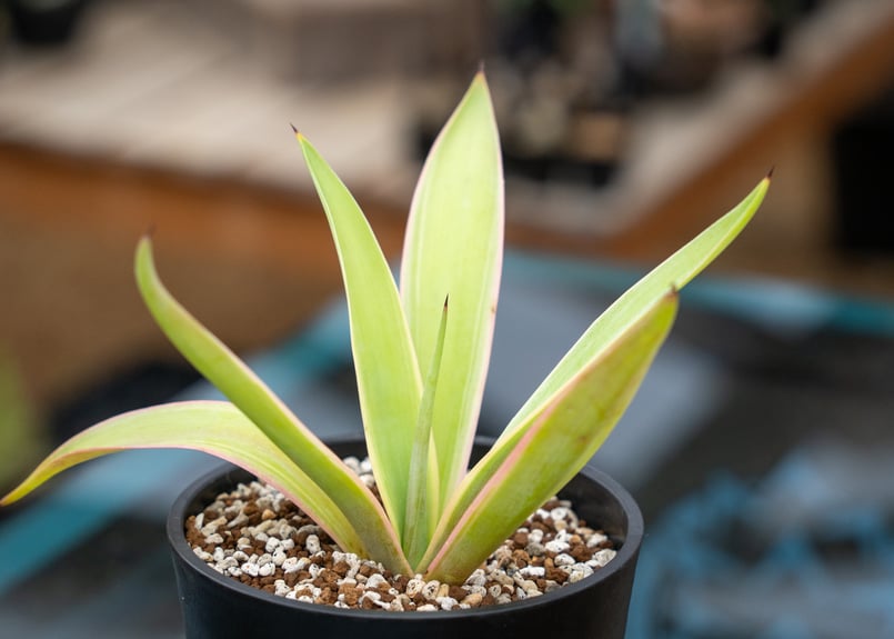 アガベ ベネズエラ 沖縄管理株 | mana's farm:塊根植物・アガベ