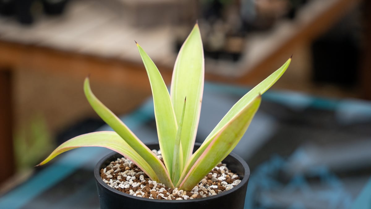 アガベ ベネズエラ　約1m 楽天市場】【送料無料】【7号鉢】アガベ”ベネズエラアガベ”No2