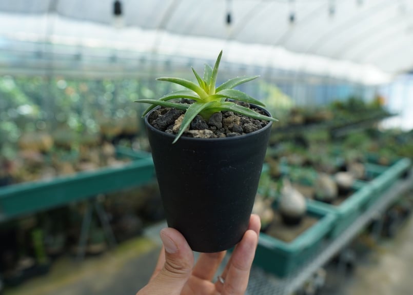 ディッキア ムーングロー Dyckia brevifolia Moon Glow No.2