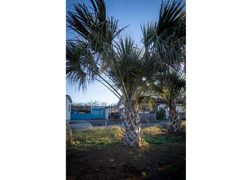 サバルヤシ Sabal No.3 | mana's farm:塊根植物・アガベ・ドライ