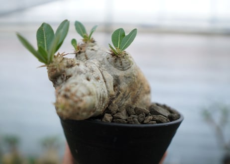 パキポディウム　エブレネウム　Pachypodium eburneum　No.2