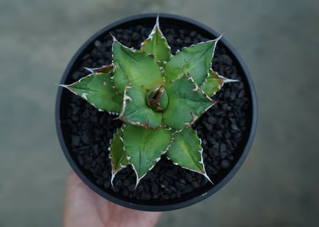 アガベ　チタノタ 　Agave titanota　No.6