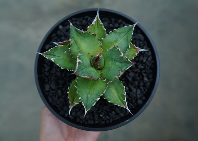 アガベ チタノタ Agave titanota No.6 | mana's farm:塊根植