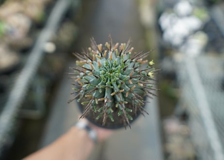 ユーフォルビア　ゼブラホリダ　Euphorbia horrida var. zebrina