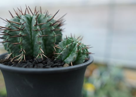 ユーフォルビア　ホリダ　Euphorbia horrida　No.2