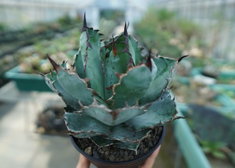 アガベ　チタノタ　 ブラックアンドブルー 　Agave titanota black and blue　No.7