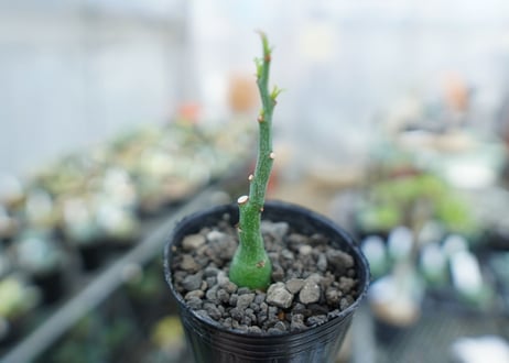 アデニア　グラウカ　Adenia Glauca　No.4