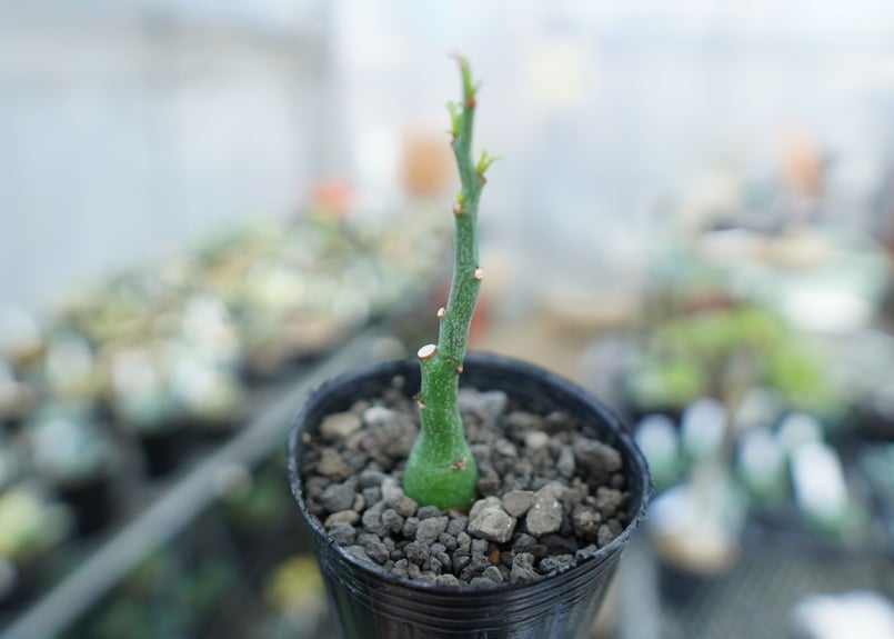 アデニア グラウカ Adenia Glauca No.4 | mana's farm:塊根植物
