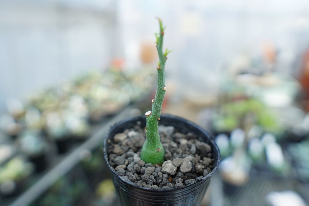 アデニア グラウカ Adenia Glauca No.4 | mana's farm:塊根植物
