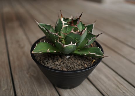 アガベ　チタノタ　FO-76　Agave titanota ”FO-76"