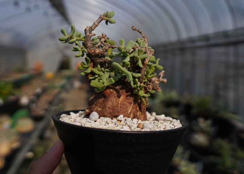 ケラリア ピグマエア Ceraria pygmaea No.2 | mana's farm: