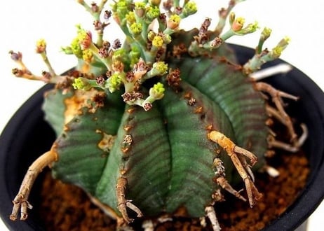 Euphorbia valida ユーフォルビア・バリダ
