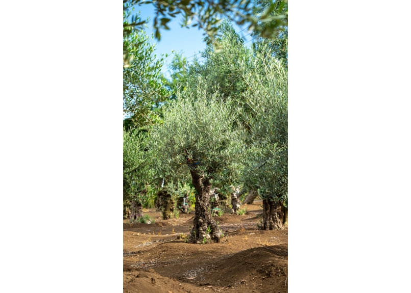 樹形美・完成】バランス最高の古木オリーブ｜非公開農園・代表選抜