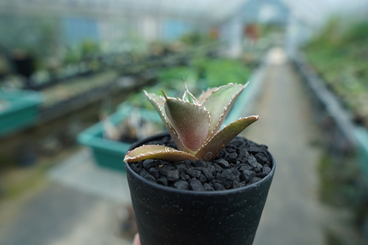 アガベ　FO76 アガベ チタノタ FO-76 agave titanota FO-76 No.10 | ma