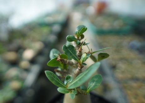 アデニウム　Adenium　No.9