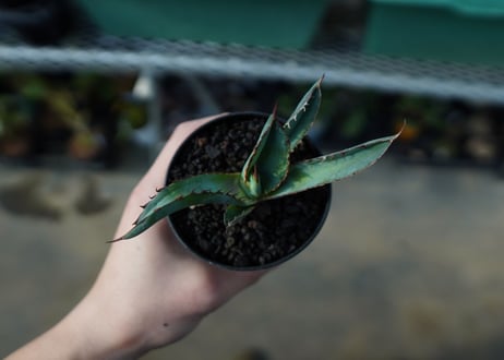 アガベ　チタノタ　 ブラックアンドブルー 　Agave titanota black and blue　A16