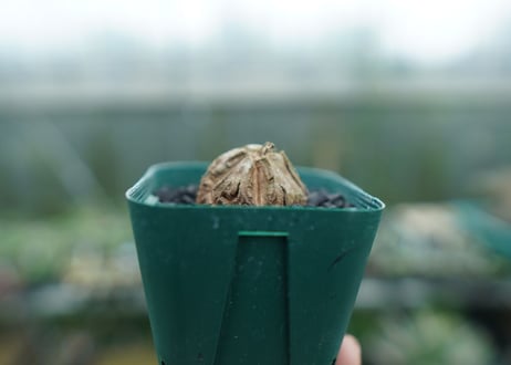 亀甲竜　Dioscorea elephantipes　No.4
