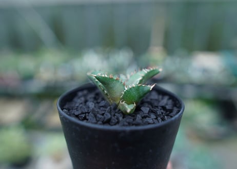アガベ　チタノタ　FO-76　Agave titanota  FO-76　No.5