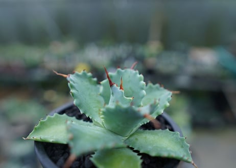 アガベ　イシスメンシス　Agave Isthmensis　No.1