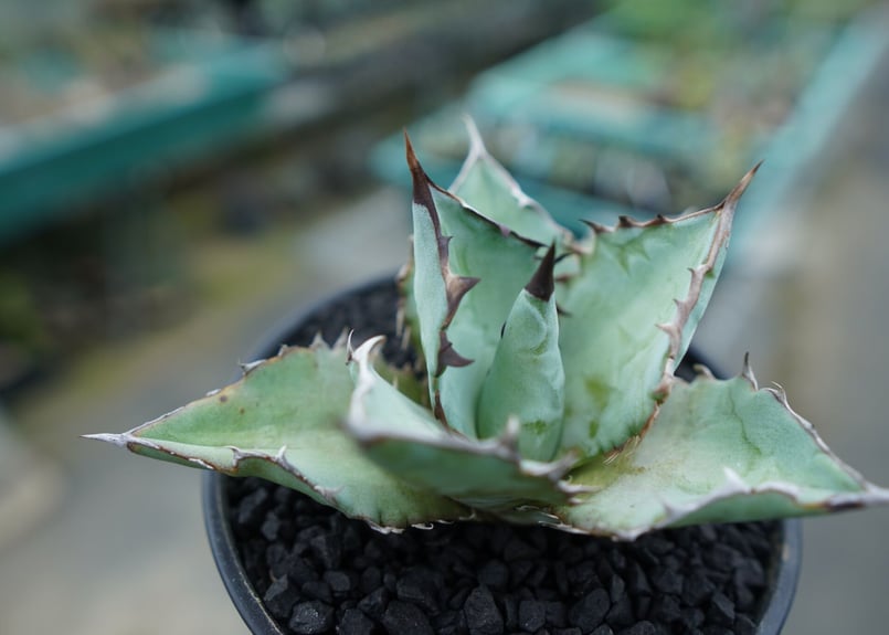 アガベ チタノタ ブルー agave titanota Blue | mana's farm: