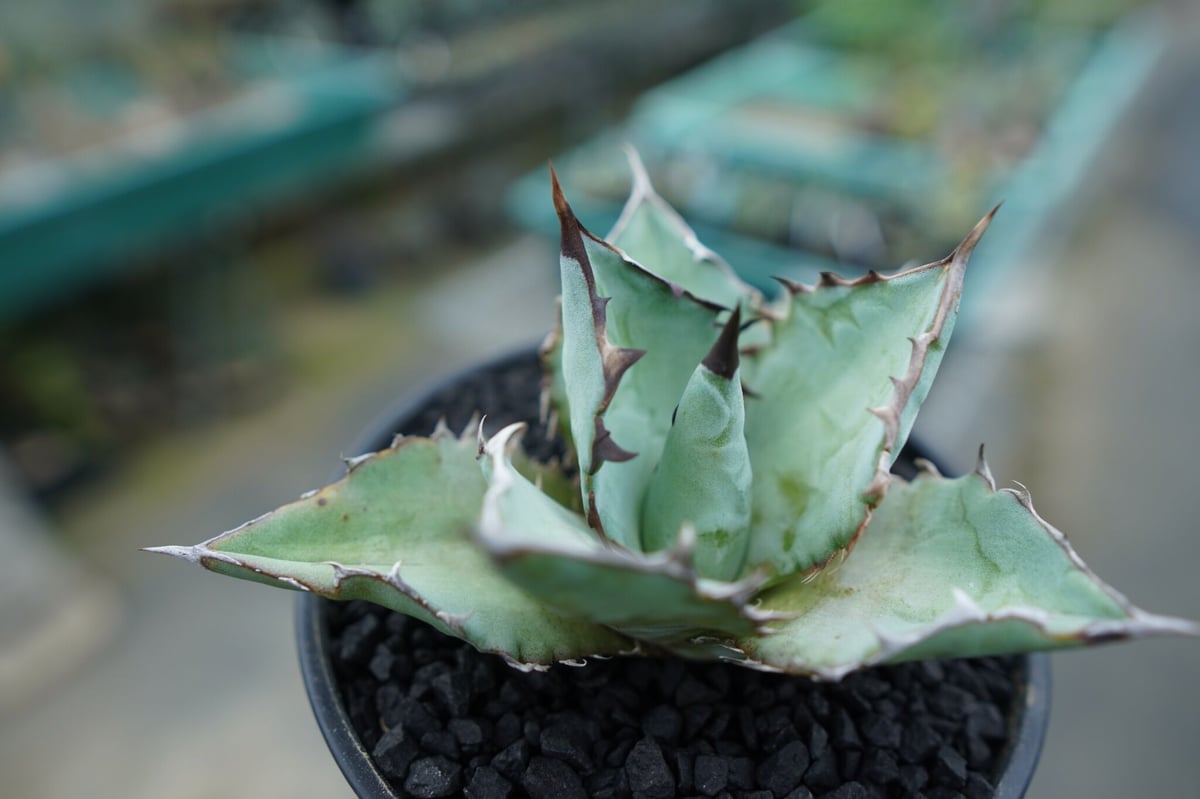 アガベ チタノタ ブルー agave titanota Blue | mana's farm: