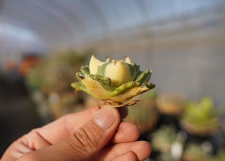 agave 王妃雷神黄中斑 NO.1