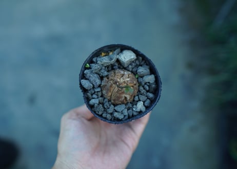 亀甲竜　Dioscorea elephantipes　No.6