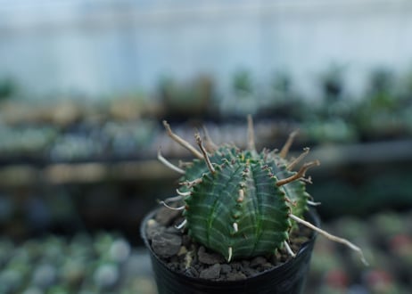 ユーフォルビア　バリダ　Euphorbia valida　No.3