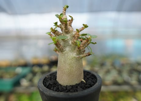 アデニウム　Adenium　No.12