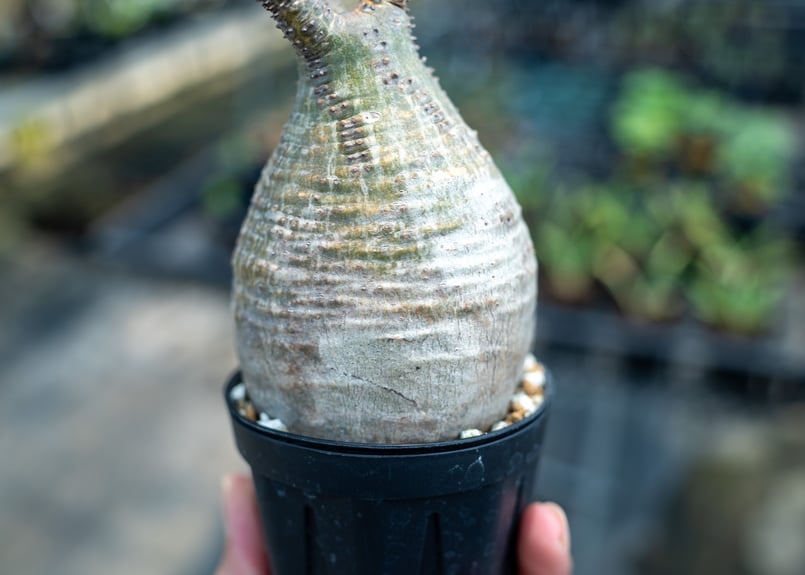 【Masa】パキポーズ　グラキリス、アガベ パキポディウム グラキリス No.23 | mana's farm:塊根植物・アガベ