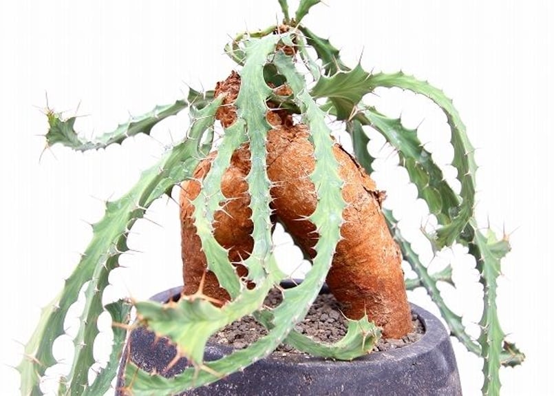 ユーフォルビア ブルアナ | mana's farm:塊根植物・アガベ