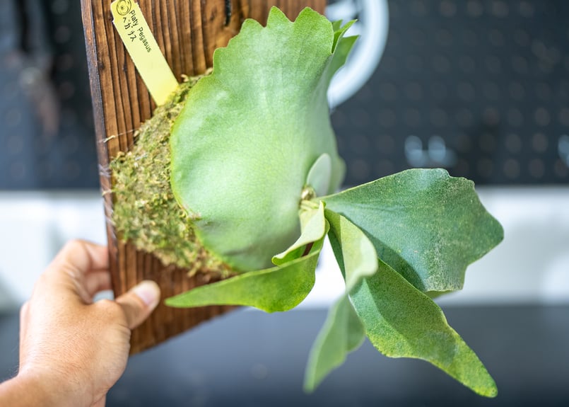 ビカクシダ pegasus ペガサス ビカクシダ ペガサス P.Pegasus TC